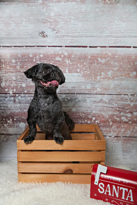 Color photo of a black shih tzu breed dog sitting in a wooden apple crate in front of a snowy wood background. The photo was taken by Laura Pea Photography, a pet photographer based on Long Island, NY. 