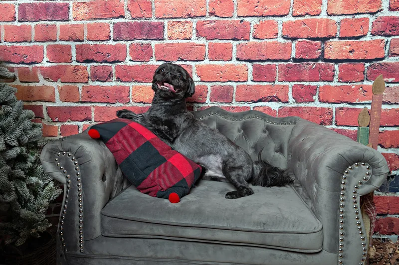 Color photo of a black shih tzu breed dog sitting on a grey couch in front of a red brick background next to a buffalo plaid pillow and a Christmas tree. The photo was taken by Laura Pea Photography, a pet photographer based on Long Island, NY. 