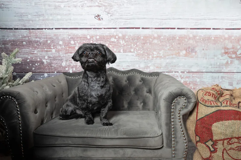 Color photo of a black shih tzu breed dog sitting on a grey couch in front of a snowy wood background next to a Santa sack. The photo was taken by Laura Pea Photography, a pet photographer based on Long Island, NY. 