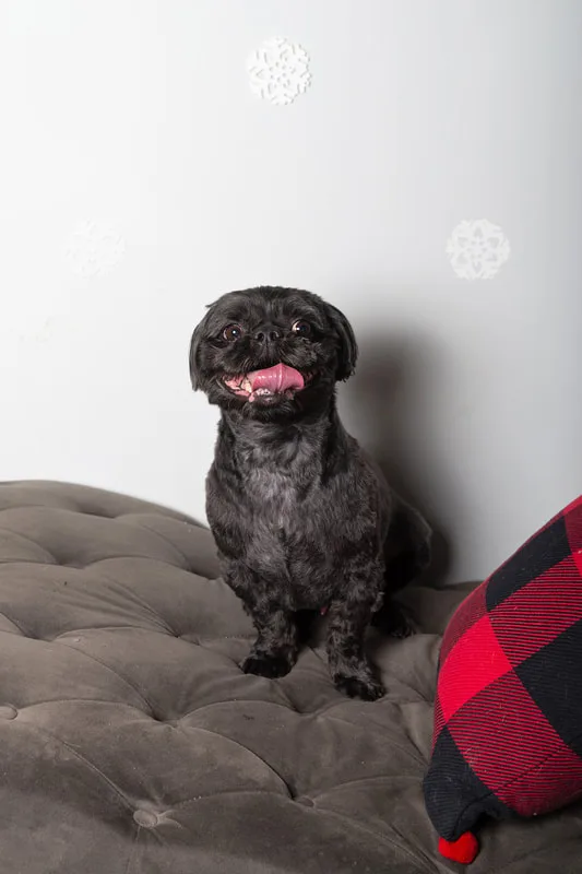 Color photo of a black shih tzu breed dog sitting on a grey couch in front of a snowflake background next to a buffalo plaid pillow. The photo was taken by Laura Pea Photography, a pet photographer based on Long Island, NY. 