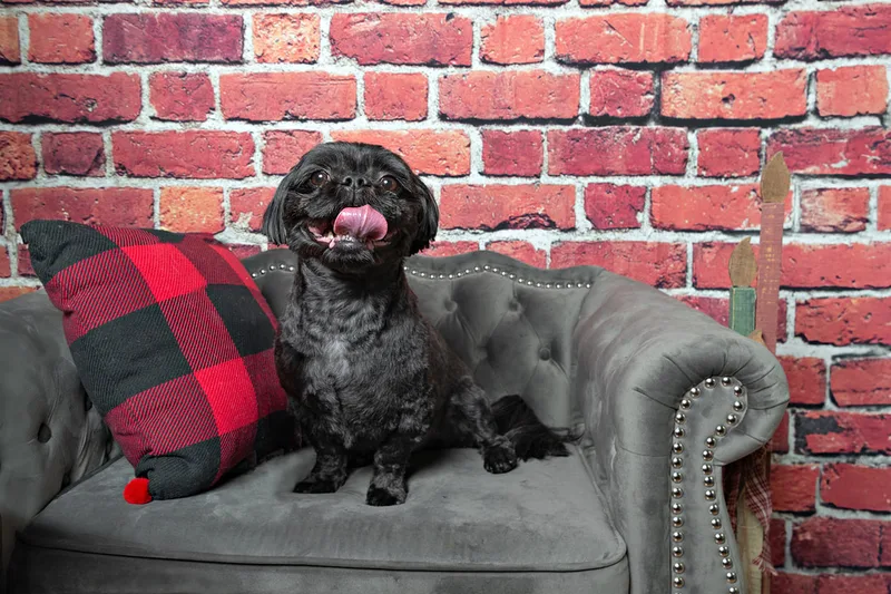 Color photo of a black shih tzu breed dog sitting on a grey couch in front of a red brick background next to a buffalo plaid pillow. The photo was taken by Laura Pea Photography, a pet photographer based on Long Island, NY. 