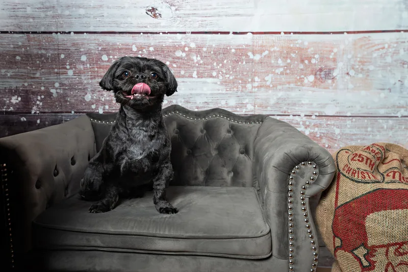 Color photo of a black shih tzu breed dog sitting on a grey couch in front of a snowy wood background. The photo was taken by Laura Pea Photography, a pet photographer based on Long Island, NY. 