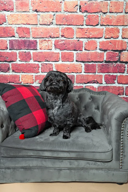 Color photo of a black shih tzu breed dog sitting on a grey couch in front of a red brick background next to a buffalo plaid pillow. The photo was taken by Laura Pea Photography, a pet photographer based on Long Island, NY. 