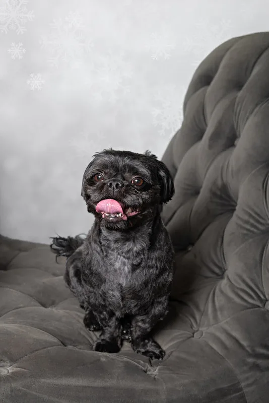Color photo of a black shih tzu breed dog sitting on a grey couch in front of a snowflake background. The photo was taken by Laura Pea Photography, a pet photographer based on Long Island, NY. 