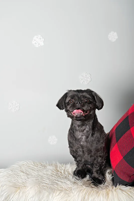 Color photo of a black shih tzu breed dog sitting on a white furry rug in front of a snowflake background next to a buffalo plaid pillow. The photo was taken by Laura Pea Photography, a pet photographer based on Long Island, NY. 