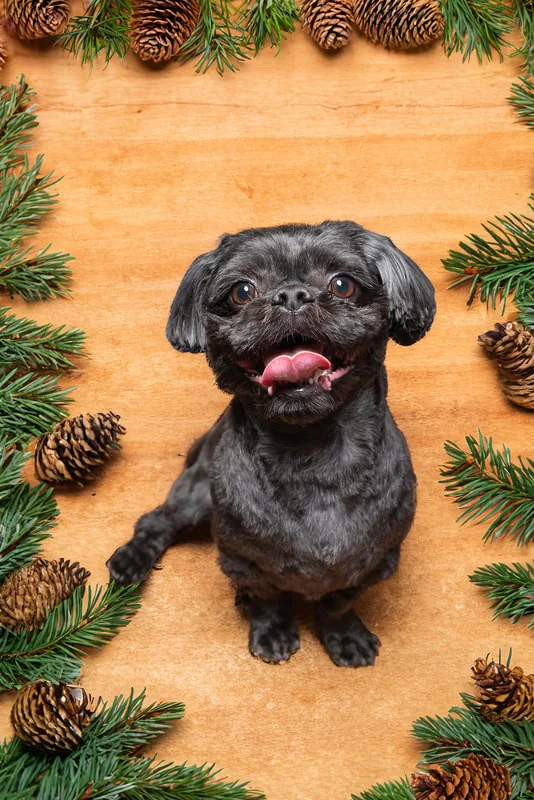 Color photo of a black shih tzu breed dog sitting in front of a brown background with pine greenery and pine cones around it. The photo was taken by Laura Pea Photography, a pet photographer based on Long Island, NY. 