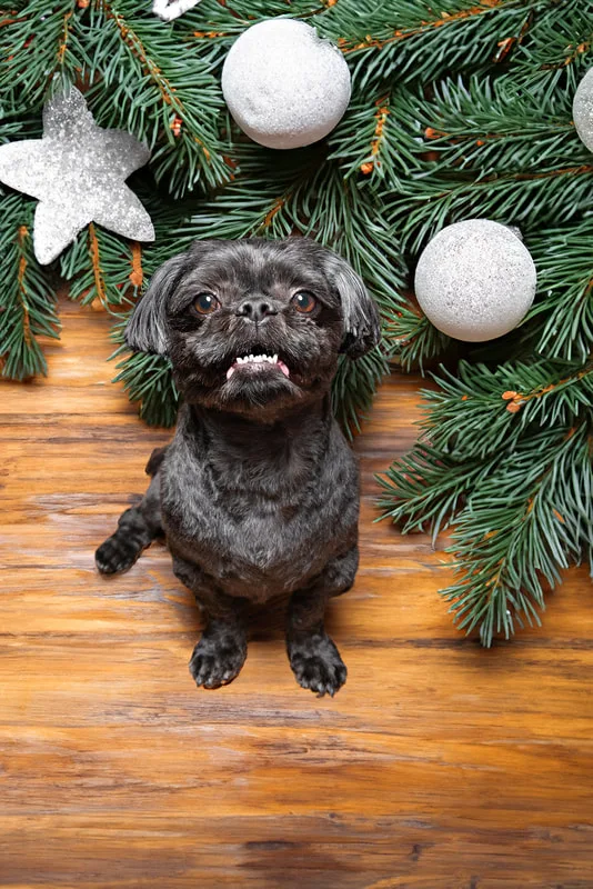 Color photo of a black shih tzu breed dog sitting in front of a brown background with pine greenery and white christmas ornaments. The photo was taken by Laura Pea Photography, a pet photographer based on Long Island, NY. 