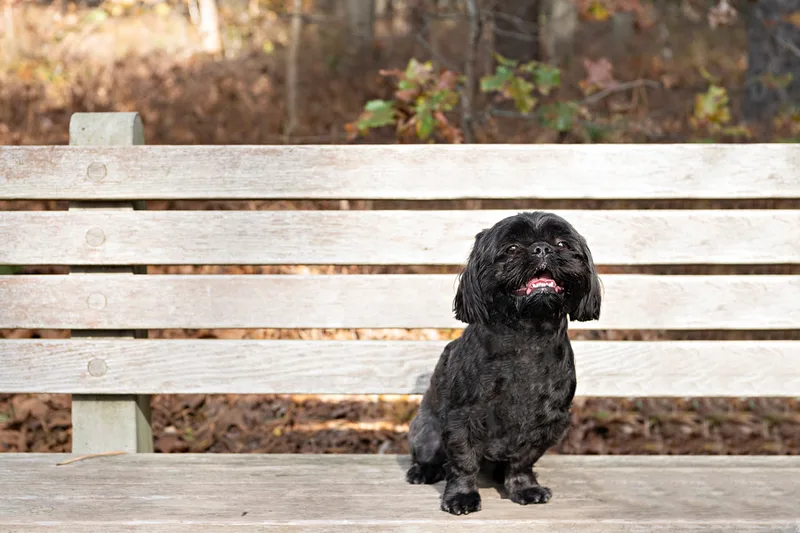 photo of a black shih tzu dog sitting outside on a park bench