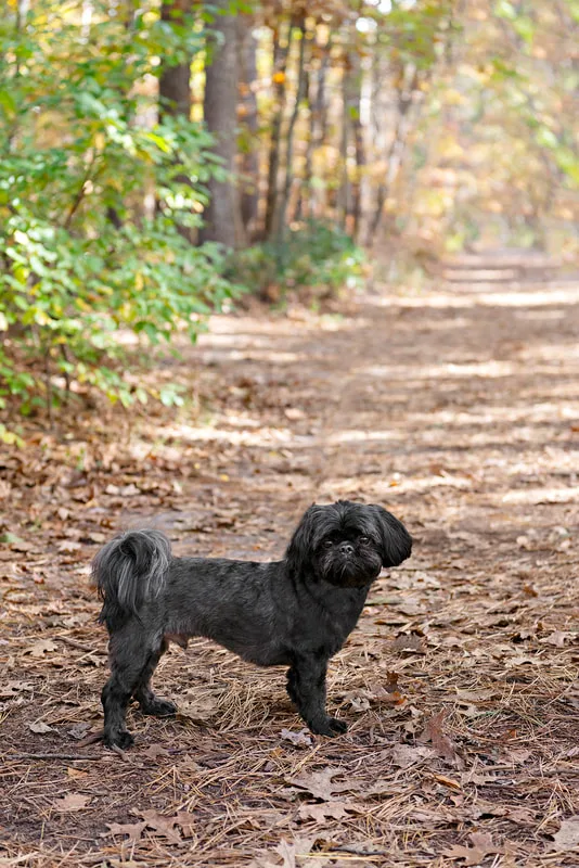 photo of a black shih tzu dog in the woods standing in the trail