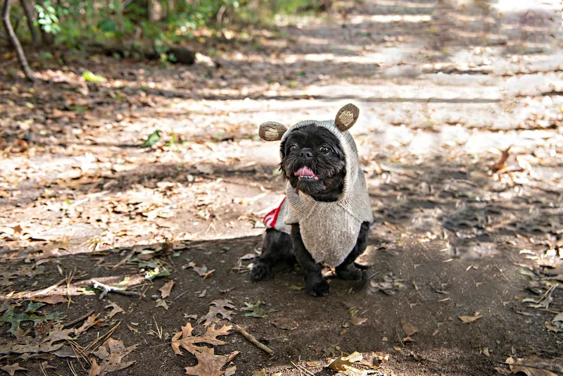 photo of a black shih tzu dog in a fuzzy sweater in the woods