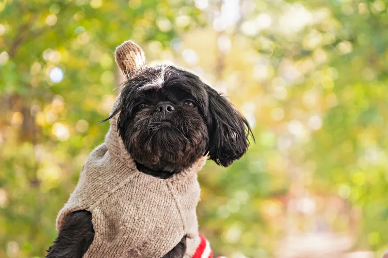 photo of a black shih tzu dog in the woods wearing a sweater