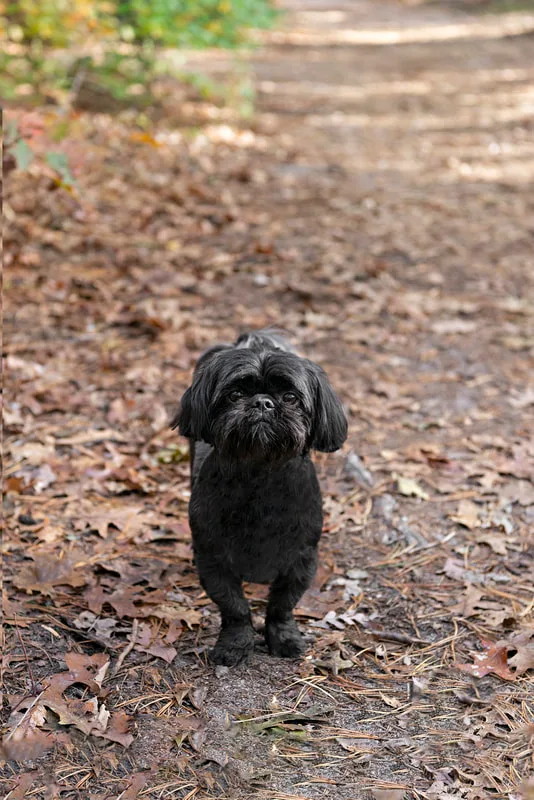 photo of a black shih tzu dog in the woods 