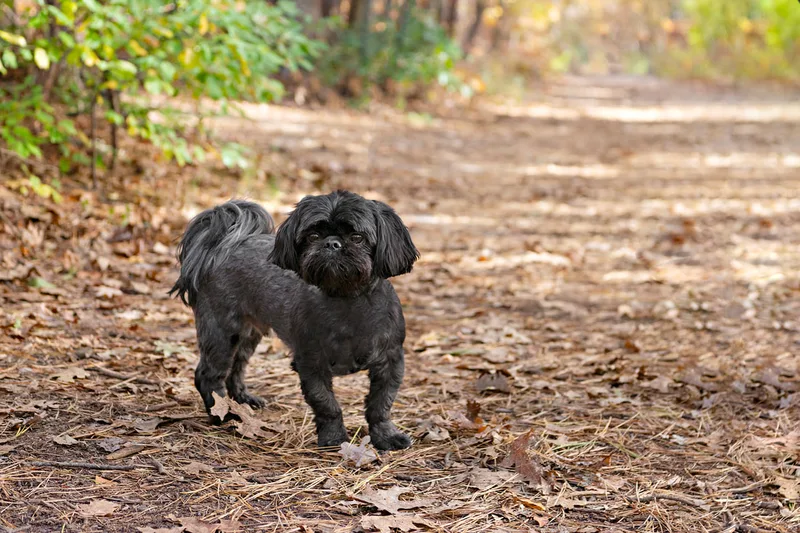 photo of a black shih tzu dog in the woods