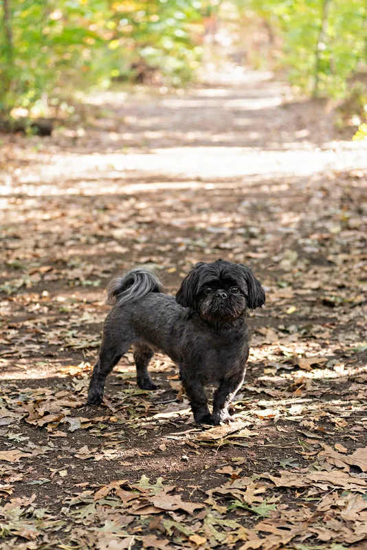 photo of a black shih tzu dog in the woods standing in the middle of a trail