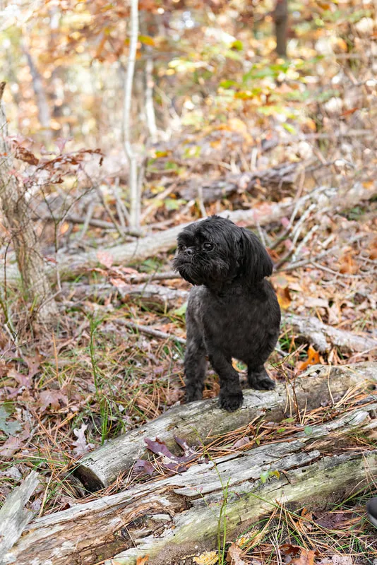 photo of a black shih tzu dog in the woods standing on a log looking to the side