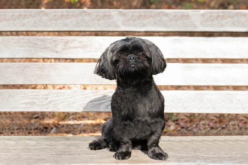 photo of a black shih tzu dog sitting outside on a park bench