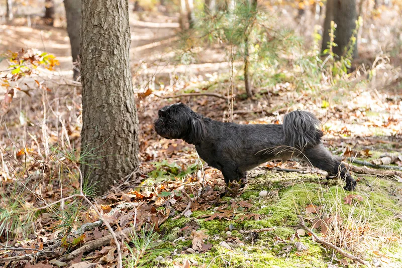 photo of a black shih tzu dog in the woods 