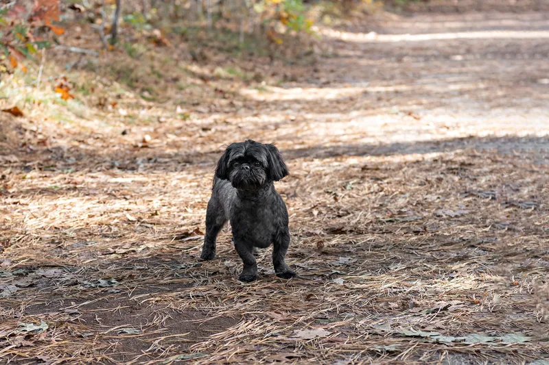 photo of a black shih tzu dog in the woods standing in the trail