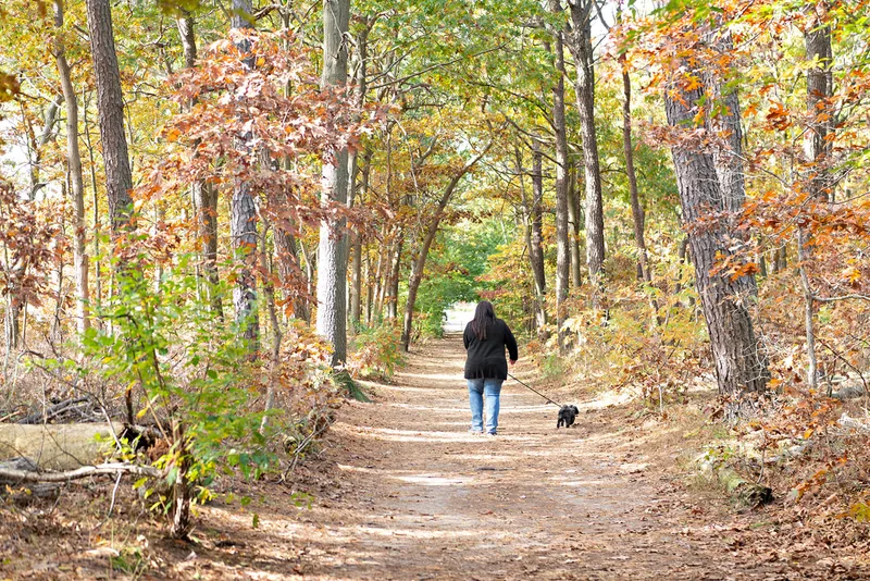 photo of a black shih tzu dog in the woods walking with this mom from the back
