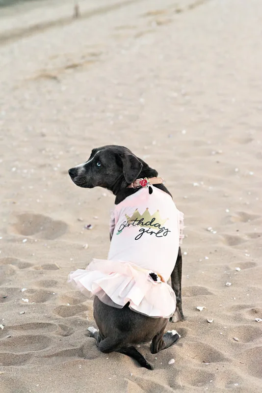 photo of a grey and white pit bull labrador mix dog wearing a pink dress on the beach