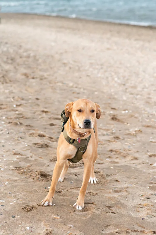 photo of a yellow pit bull labrador mix dog standing on a beach