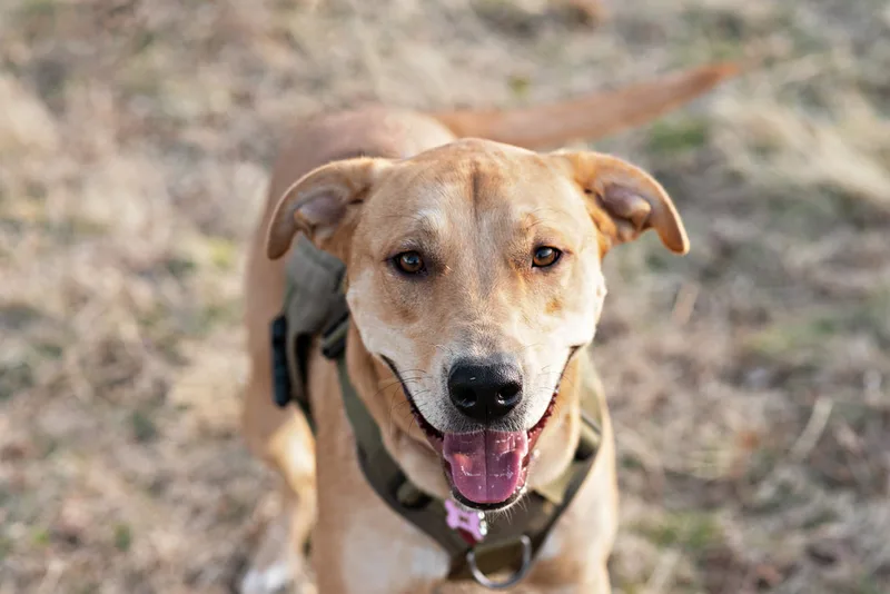 photo of a yellow pit bull labrador mix dog smiling at the camera