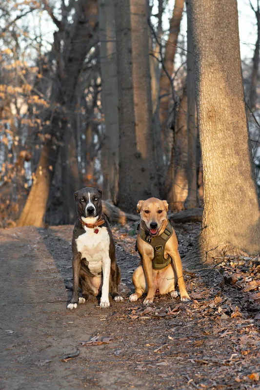 photo of a grey and white pit bull labrador mix dog and a yellow pit bull labrador mix dog standing on a path in the woods