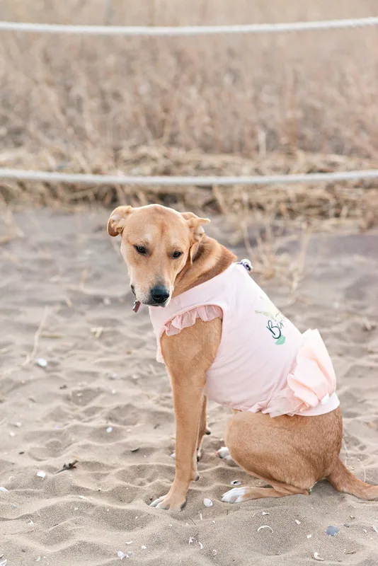 photo of a yellow pit bull labrador mix dog wearing a pink dress on the beach