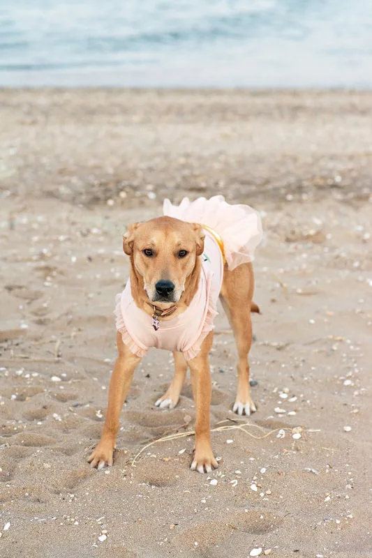 photo of a yellow pit bull labrador mix dog wearing a pink dress on the beach
