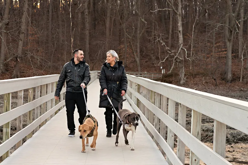 photo of a man, a woman, a grey and white labrador pit bull mix dog and a yellow labrador pit bull mix dog walking on a bridge