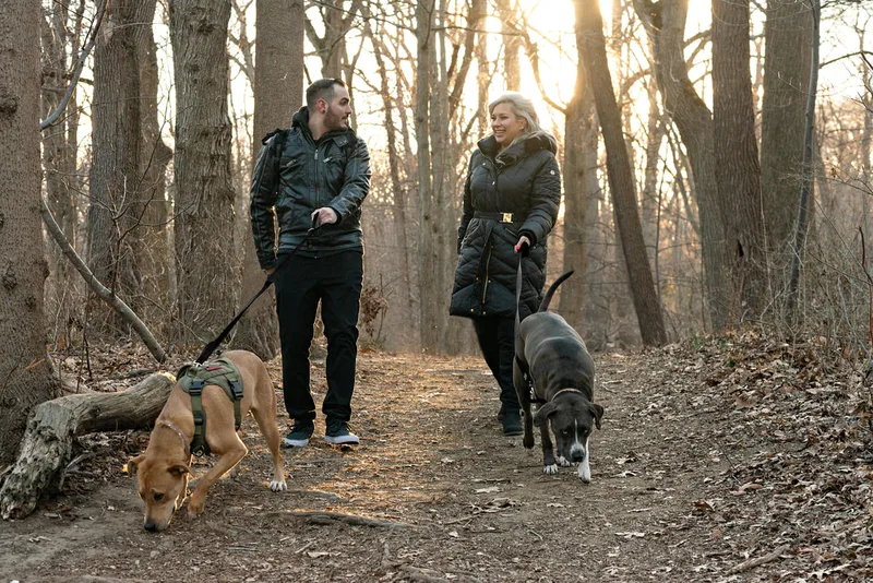 photo of a man, a woman, a grey and white labrador pit bull mix dog and a yellow labrador pit bull mix dog walking on a path in the woods