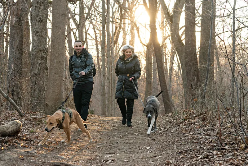 photo of a man, a woman, a grey and white labrador pit bull mix dog and a yellow labrador pit bull mix dog walking on a path in the woods
