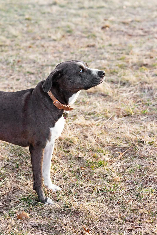 photo of a grey and white pit bull labrador mix dog 