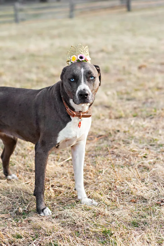 photo of a grey and white pit bull labrador mix dog wearing a crown