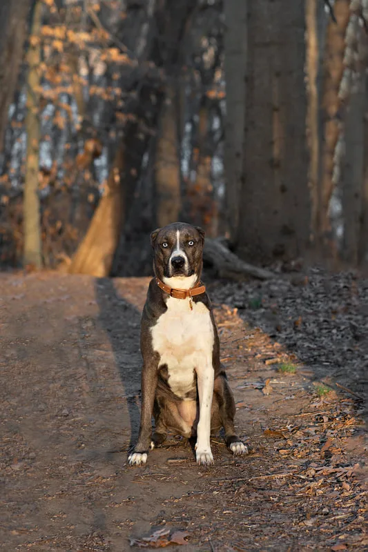 photo of a grey and white pit bull labrador mix dog sitting on a path in the wods