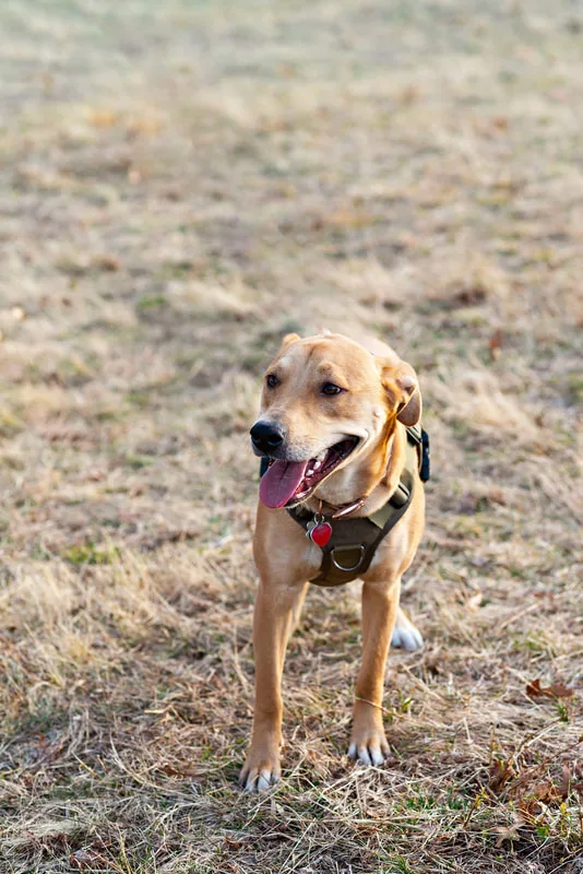 photo of a yellow pit bull labrador mix dog 