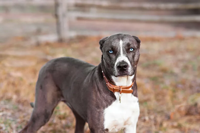 photo of a grey and white pit bull labrador mix dog 