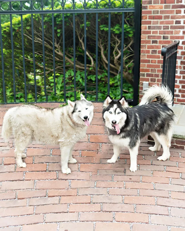 photo of two Alaskan Malamute dogs