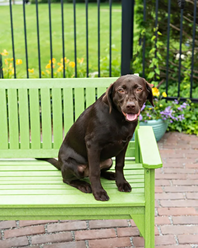 photo of a chocolate labrador dog
