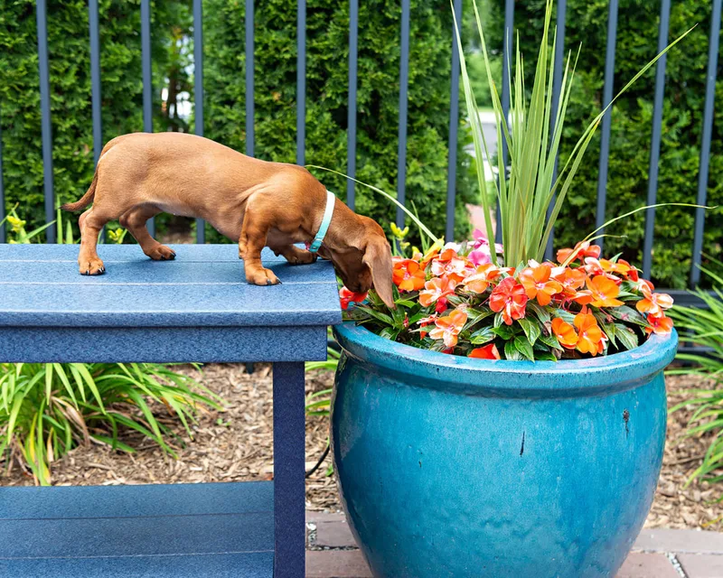 photo of a dachshund puppy smelling flowers