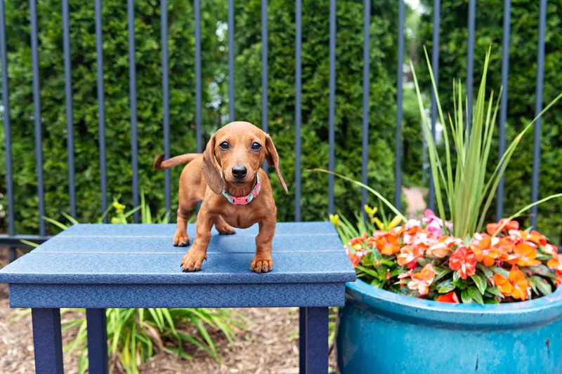 photo of a brown dachshund puppy