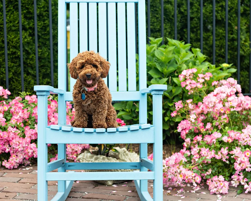 photo of a brown doodle puppy