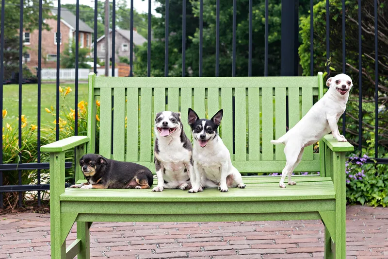 photo of a group of four chihuahuas on a bench