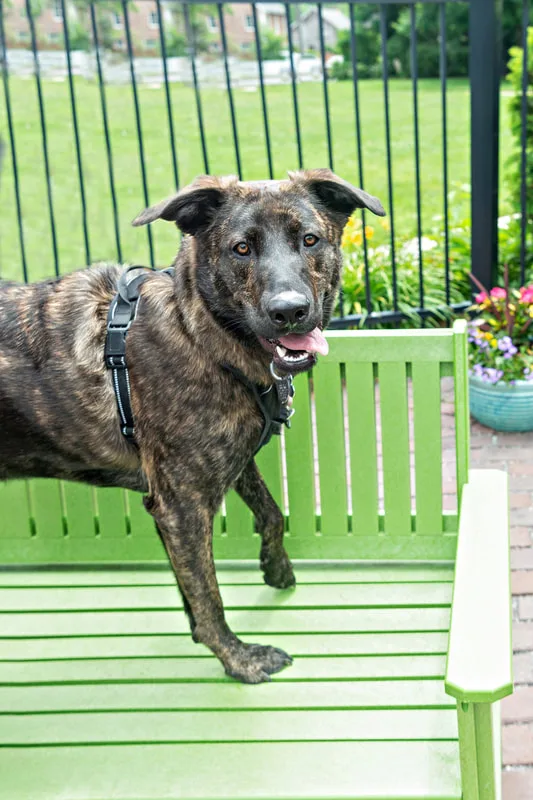 photo of a mixed breed dog