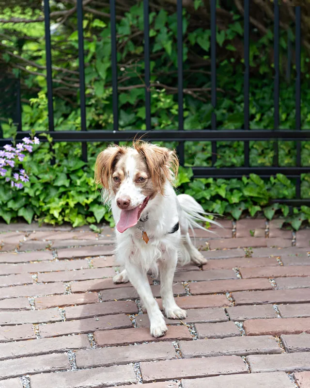 photo of a mixed breed dog