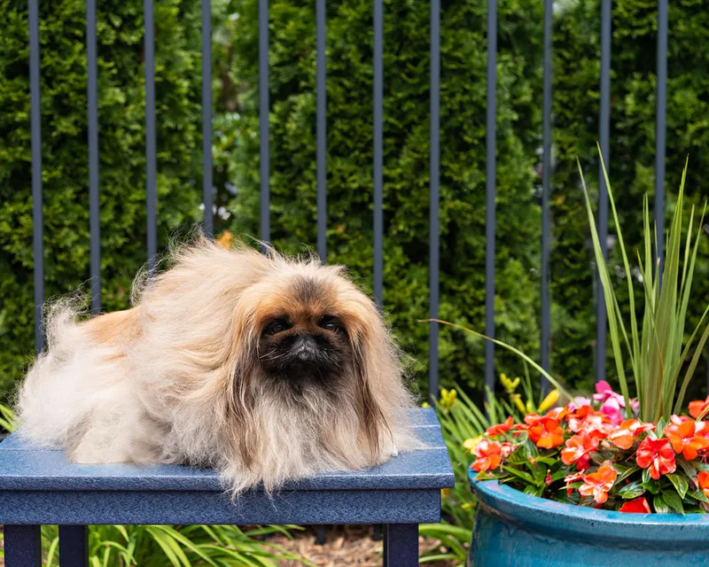 photo of a pekingese dog