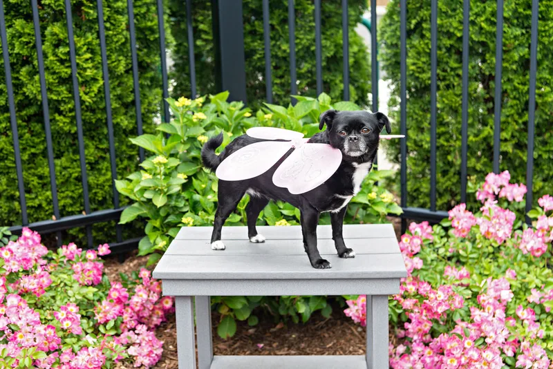 photo of a puggle dog wearing pink fairy wings