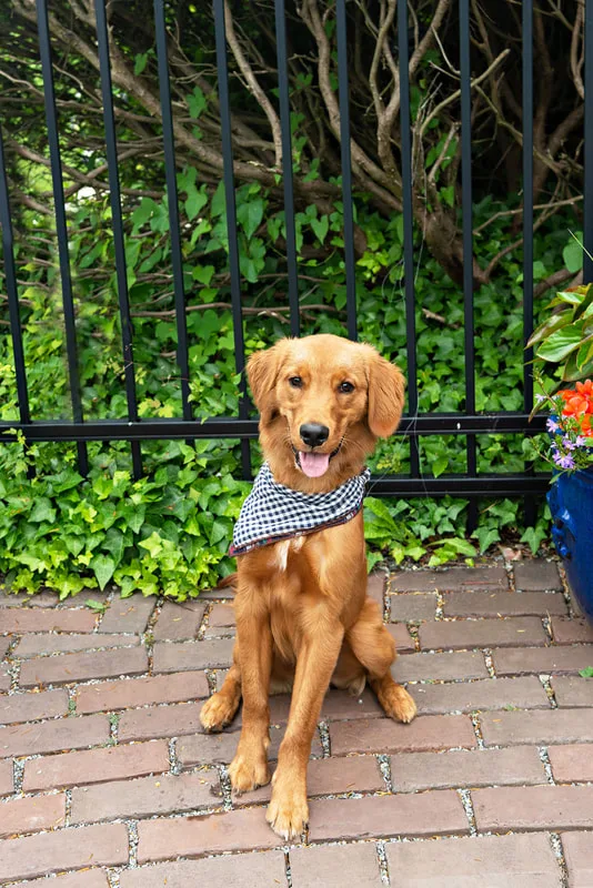 photo of a retriever mix dog