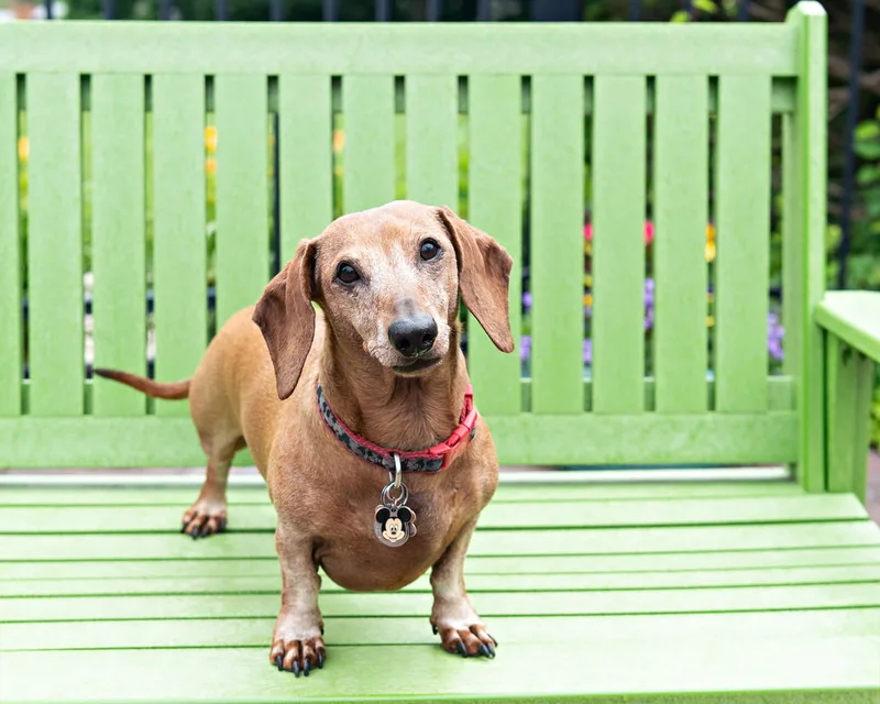 photo of a senior dachshund dog on a green bench