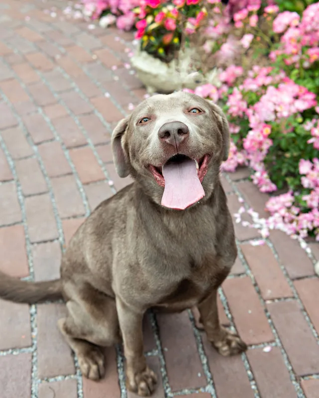 photo of a silver labrador dog looking up